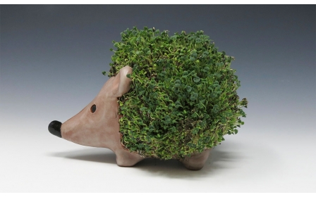 Hedgehog Chia Pet
